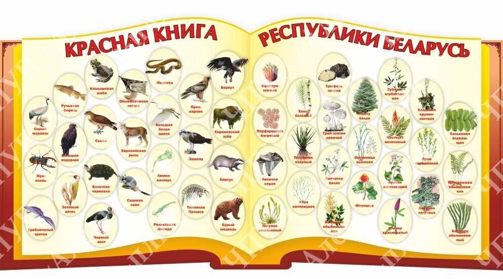 1741 Беларусь, редкие животные и птицы, Красная книга
