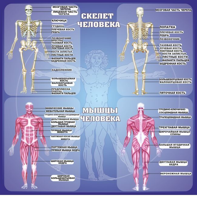 Суставы человека анатомия в картинках с надписями