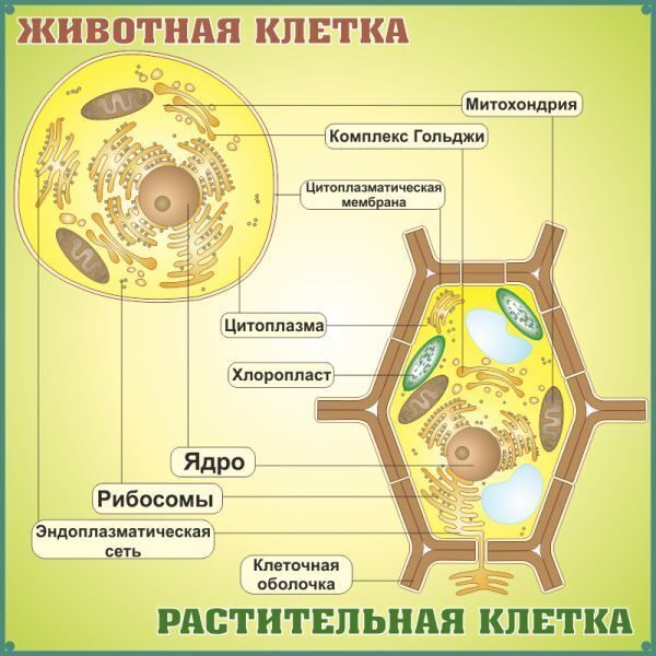 Клетка растительная и животная рисунок сравнение