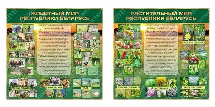 53 Стенд по биологии, биология, растительный и животный мир Республики Беларусь