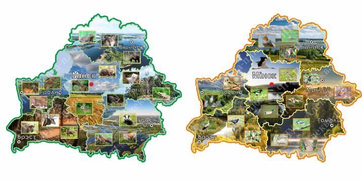 1380 Стенд по географии, география, Беларусь, редкие животные и птицы