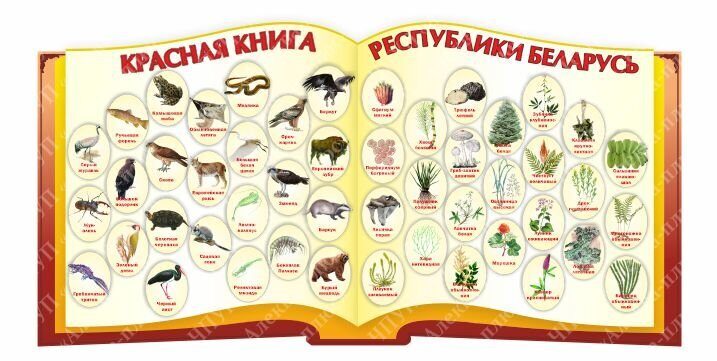 1741 Стенд по географии, география, Беларусь, редкие животные и птицы, Красная книга